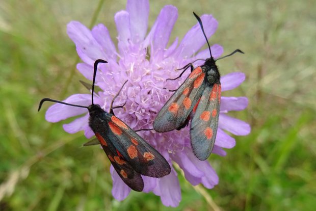 © Tausende Gärten - Tausende Arten / Naturgarten e. V. / SG SG 