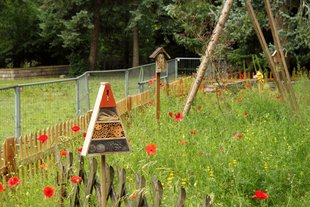 Ein Beet für Wildbienen, vorgestellt auf der Exkursion der Schulgärten in Neukölln Foto: Andràs Halbritter